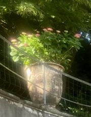 vases d'extérieur